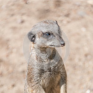 Playful and curious suricates in a small open resort