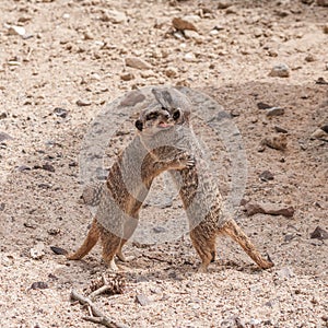 Playful and curious suricates in a small open resort closeup