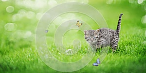 a playful cute kitten is hunting for flying butterflies, with copy space