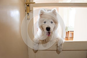Playful cute puppy Samoyed indoor