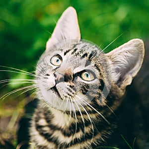 Playful Cute Tabby Gray Cat Kitten Pussycat