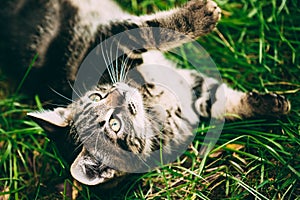 Playful Cute Tabby Gray Cat Kitten Pussycat Play