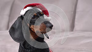 Playful dachshund puppy in red Santa hat barks near sofa