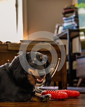 Playful Dachshund with Toy