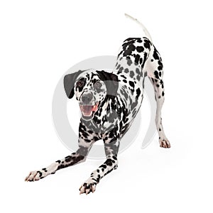 Playful Dalmatian Dog Bowing