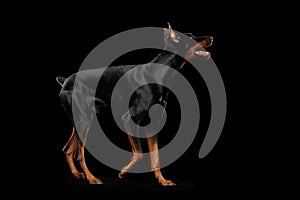 Playful Doberman Pinscher Dog Standing on isolated Black, Side view