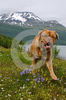 Playful dog against Norwegian landscape