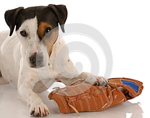 Playful dog with baseball glove