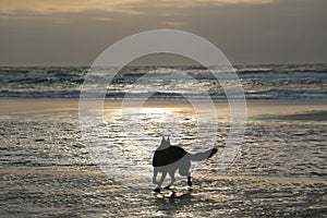 Playful Dog by Beach Sunset
