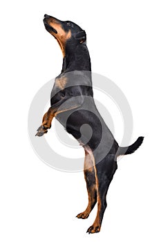 Playful dog breed Jagdterrier standing on hind legs