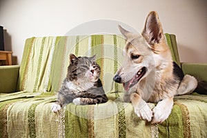 Playful dog and cat on sofa at home