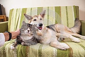 Playful dog and cat on sofa at home