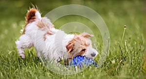 Playful dog catching, chewing her toy, puppy hyperactivity