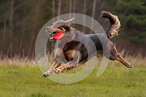 Playful dog catching a frisbee mid-air, bringing laughter and fun to an outdoor adventure. Generative AI