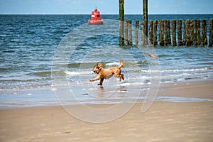 Playful dog enjoying on North sea sandy beach near Zoutelande, Zeeland, Netherlands photo