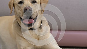 Playful dog lying floor near crumpled paper, naughty pet discipline, obedience