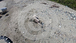 Playful dog playing with sand after getting wet in the sea