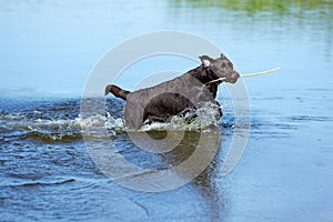 Playful dog running from river, sea with stick in mouth. Brown retriever resting, playing on beach in summer. Happy