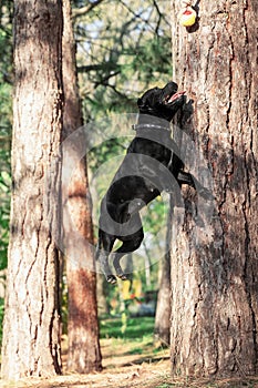 Playful dog of Staffordshire Bull Terrier breed, black color, smiling face, jumping for the ball hanging from tree.
