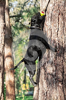 Playful dog of Staffordshire Bull Terrier breed, black color, smiling face, jumping for the ball hanging from tree.