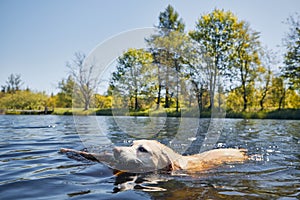 Playful dog swimming in lake