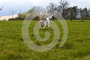 Playful dog with a toy in the meadow. Beagle with dog toy. Active dog with tug of war toy.