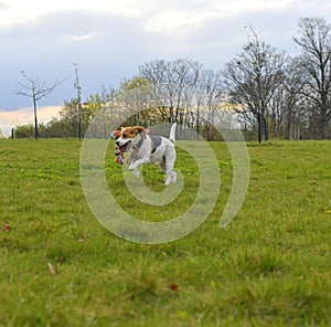 Playful dog with a toy in the meadow. Beagle with dog toy. Active dog with tug of war toy.