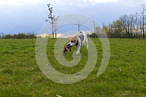 Playful dog with a toy in the meadow. Beagle with dog toy. Active dog with tug of war toy. Agility concept.