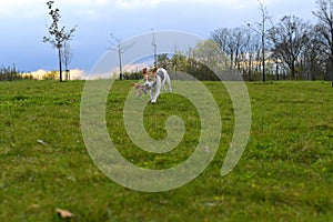 Playful dog with a toy in the meadow. Beagle with dog toy. Active dog with tug of war toy. Agility concept.