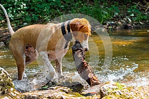 Playful dog trying to get log