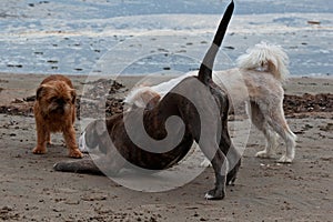3 playful dogs img
