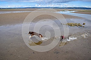 Playful dogs run splashing in the water