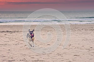 Playful dogs running on sand