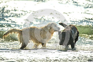 playful dogs in the waves on the sea. golden retriever plays with a large black dog in the waves