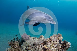 Playful Dolphin Swimming Above A Coral Reef