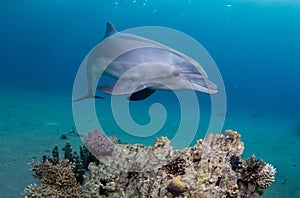 Playful Dolphin Swimming Above A Coral Reef photo