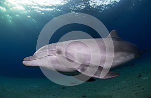 Playful Dolphin Swimming At Sunset