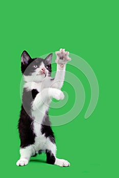 Playful Domestic Cat Cutout photo