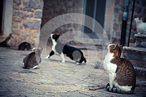 Playful domestic cats in old Europe town waiting for food in vintage style