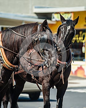 Playful driving horse nipping during work. photo