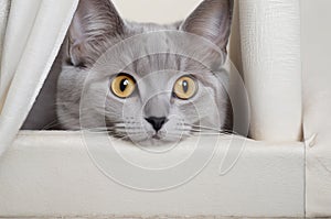 Playful Elegance: Grey Purebred Cat Posing Playfully and Peeking Out.