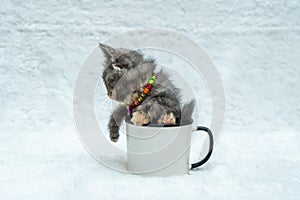 The playful energy and sense of adventure of this small kitten are evident as they stick half their body inside a white blank mug