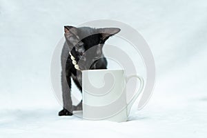 The playful energy of this small black kitten is sure to bring a smile to your face as they play around a white blank mug