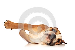 Playful english bulldog puppy is rolling on the floor