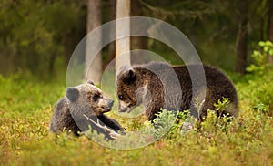 Playful European brown bear cubs in a forest