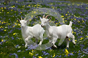 Playful farm scene Baby goats frolic in flower filled field