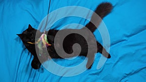 Playful fluffy black cat playing with a toy for cats. Cat play with catcher or pets toy with colorful feathers