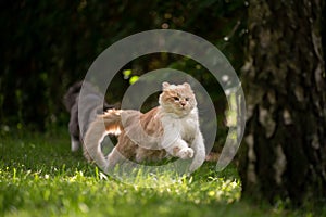 playful fluffy maine coon cats running outdoors