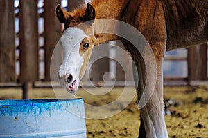 Playful foal on farm