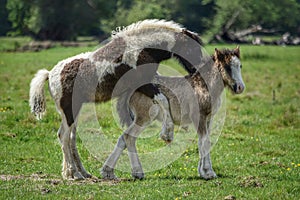 Playful foals